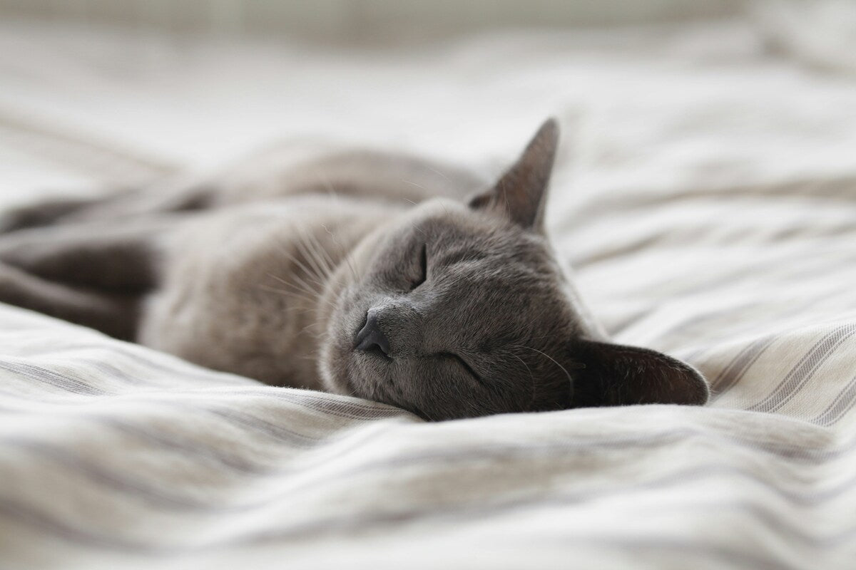 Grey cat fast asleep on white bedsheets