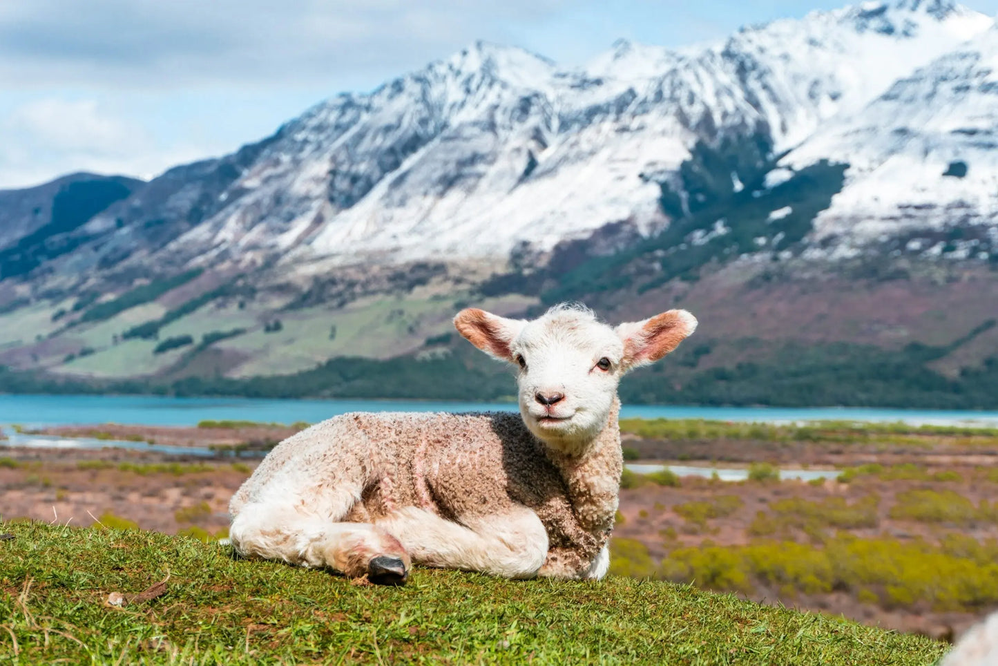 Does-Counting-Sheep-Actually-Help-Us-Sleep Myza