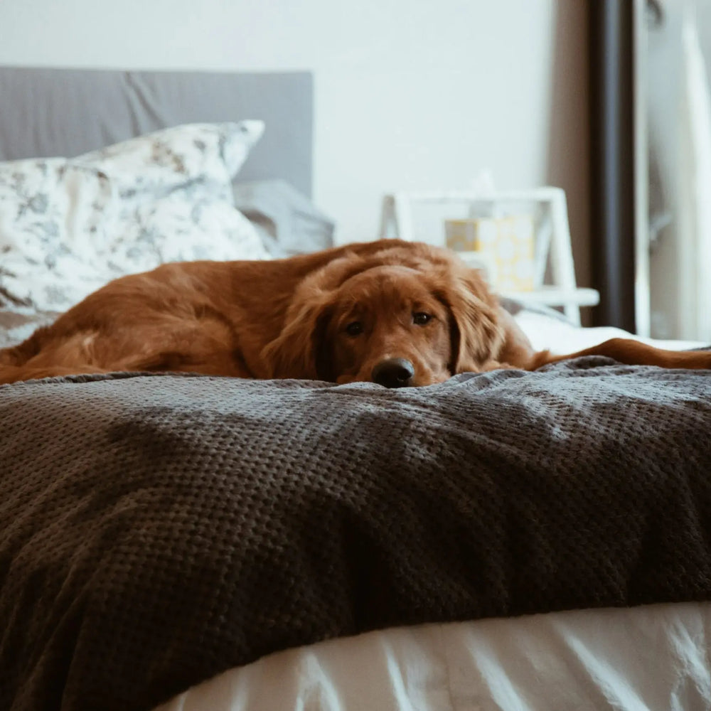 A-Sleepy-Safety-Guide-to-Being-Bedroom-Buddies-With-Your-Pet Myza