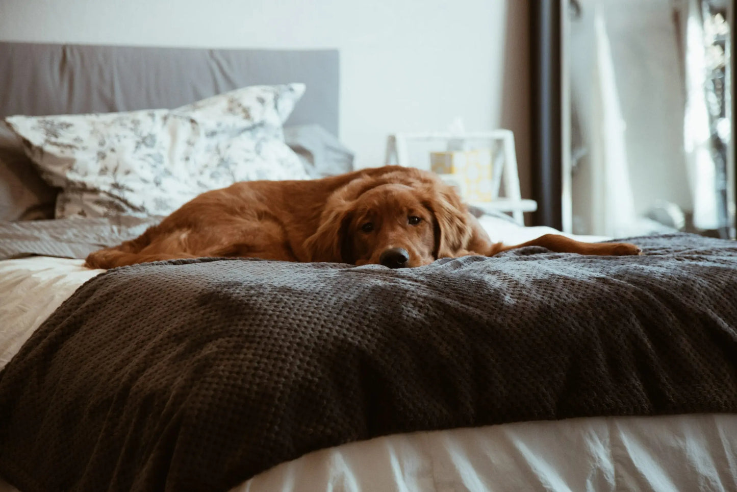 A-Sleepy-Safety-Guide-to-Being-Bedroom-Buddies-With-Your-Pet Myza