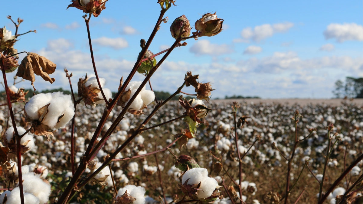 A cotton plant in a cotton field.