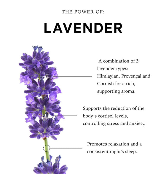 Cornish Lavender Essential Oil Reed Diffuser anatomē