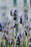 Lavender Organic Pure Essential Oil bcalm