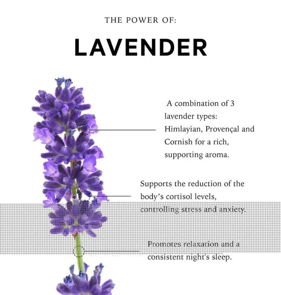 Stressed Mind Sensory Point Sleep Oil | Cornish Lavender Sleep Oil (Copy) anatomē